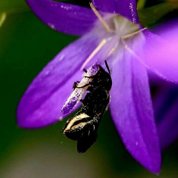 Campanula rapunculus Flower