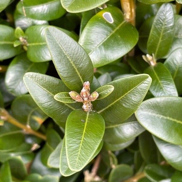 Buxus sempervirens Цвят