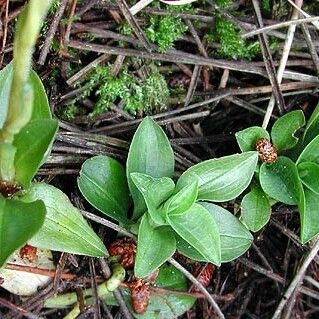 Goodyera repens Levél