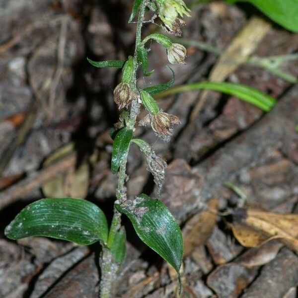 Epipactis albensis Blomma