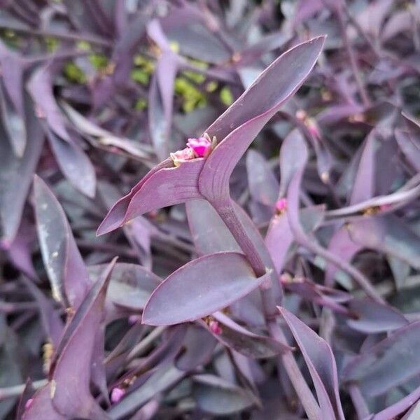 Tradescantia pallida फूल