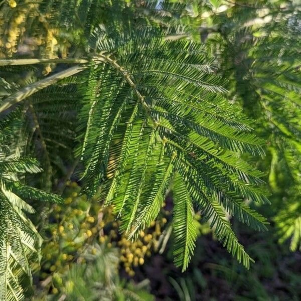 Acacia dealbata Blatt