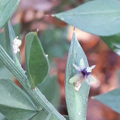 Ruscus aculeatus Цвят