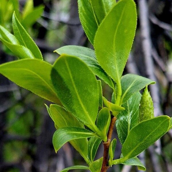 Salix pentandra Leaf