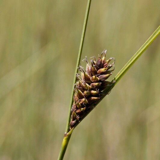 Carex lasiocarpa Frugt