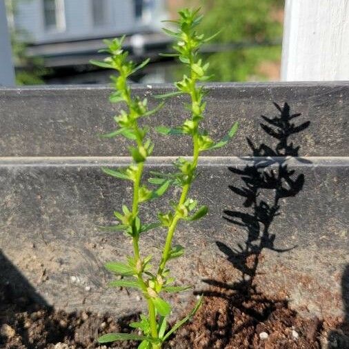 Veronica peregrina Fuelha