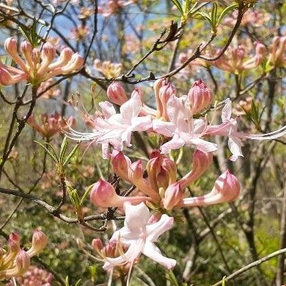 Rhododendron periclymenoides Bloem