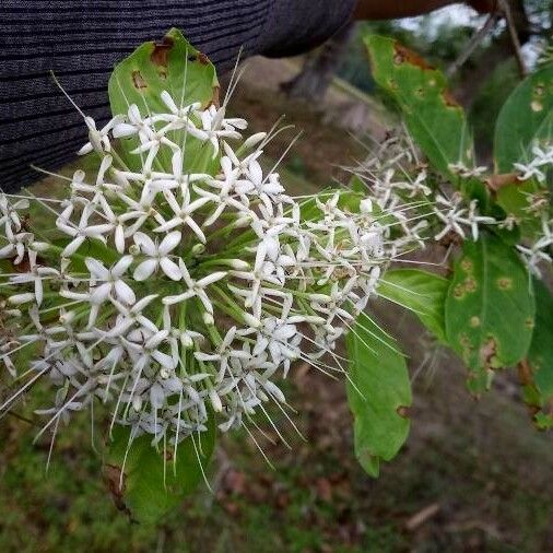 Pavetta indica Flower