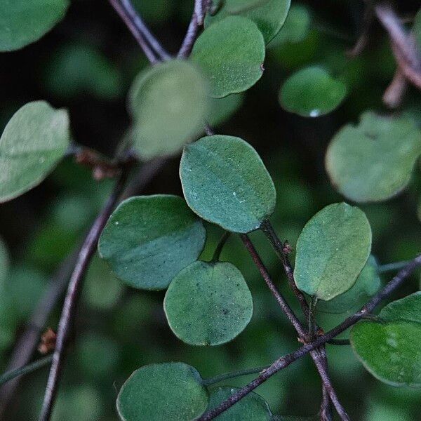 Muehlenbeckia complexa Ліст