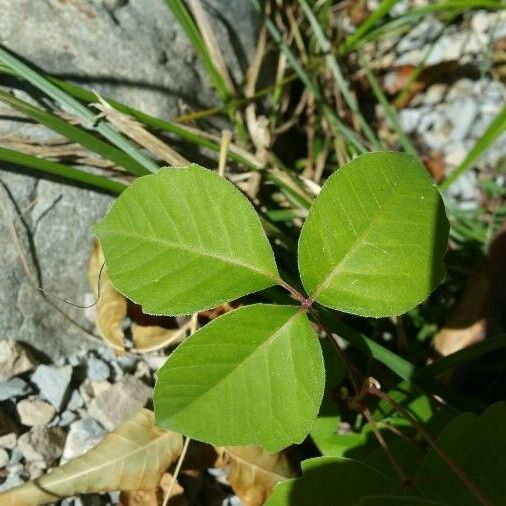 Toxicodendron rydbergii Deilen