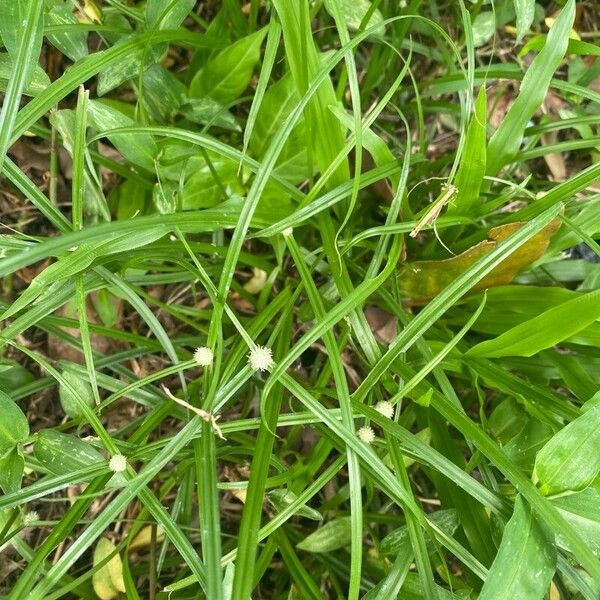 Cyperus brevifolius Lapas