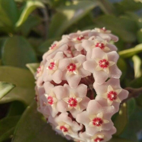 Hoya carnosa Цвят