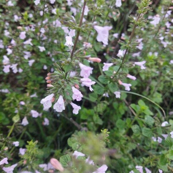 Clinopodium nepeta 花