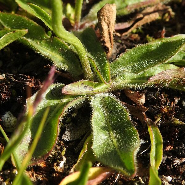Hieracium alpinum Fulla