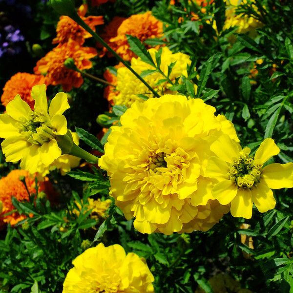 Tagetes erecta Flor