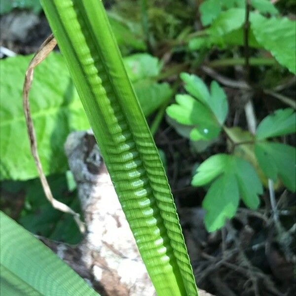 Blechnum spicant Blad