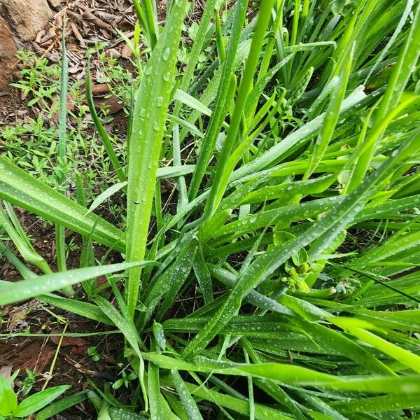 Albuca abyssinica Hostoa