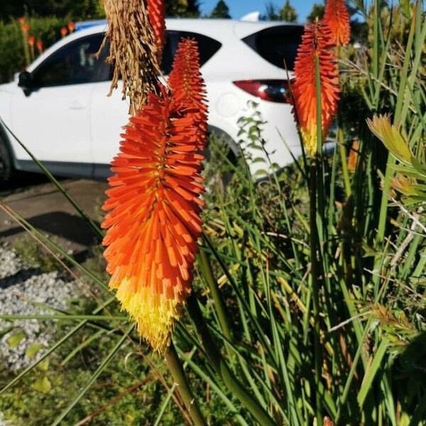 Kniphofia uvaria Цветок