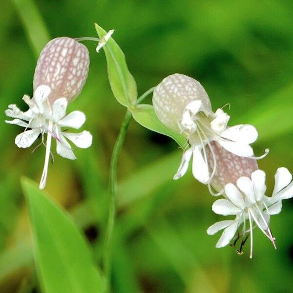 Silene vulgaris ᱮᱴᱟᱜ