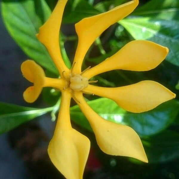 Gardenia tubifera Flower