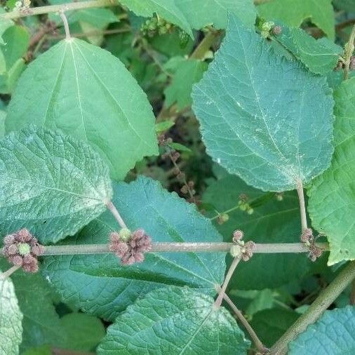 Triumfetta rhomboidea Leaf