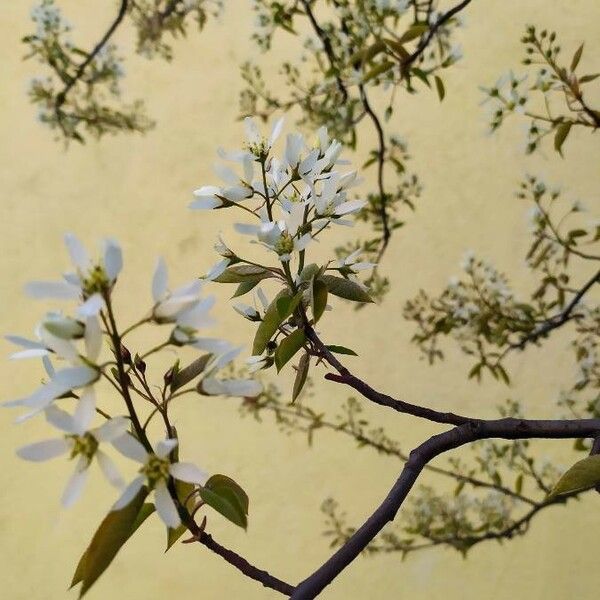 Amelanchier laevis Flor