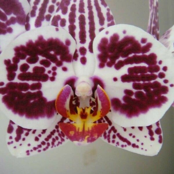 Phalaenopsis spp. Flower