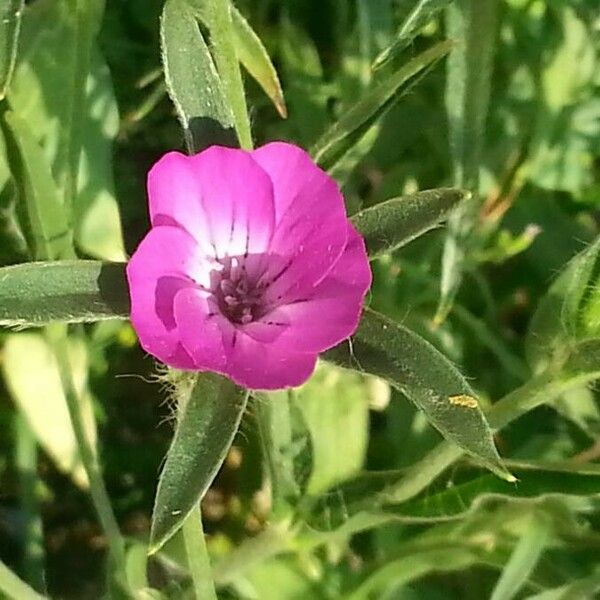 Agrostemma githago Λουλούδι