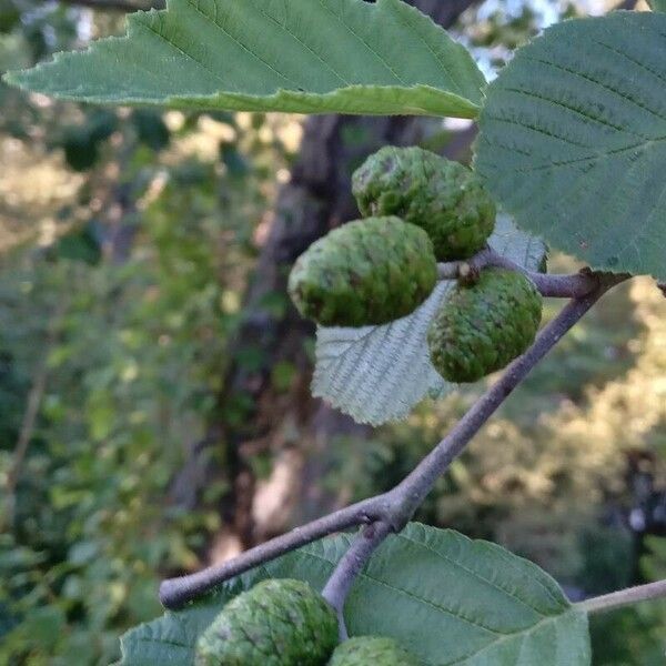 Alnus incana Фрукт