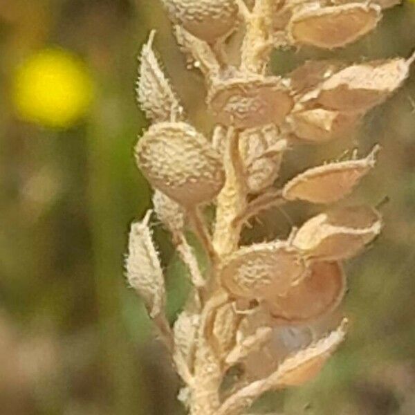 Alyssum simplex Fruto