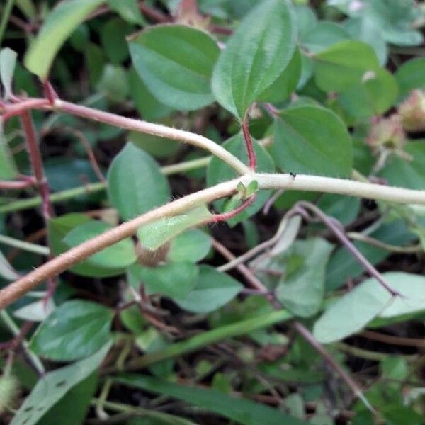 Dissotis rotundifolia বাকল