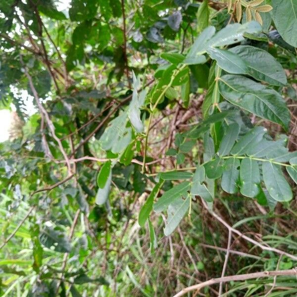 Entada polystachya Leaf