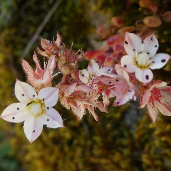 Sedum hirsutum Flor