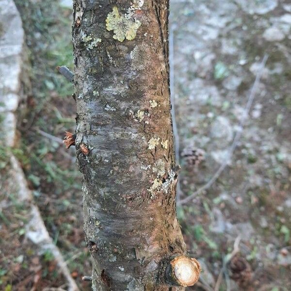 Prunus cerasus Coajă