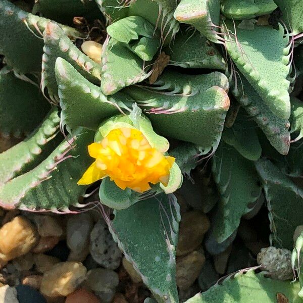 Faucaria tigrina Habitus