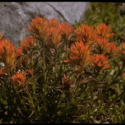 Castilleja parviflora आदत