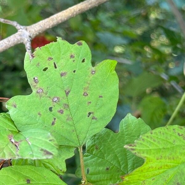 Viburnum trilobum Leaf