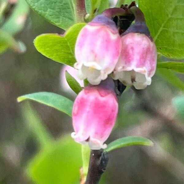 Vaccinium uliginosum Blomst