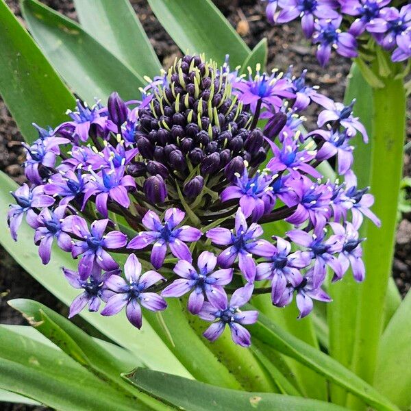 Scilla peruviana പുഷ്പം