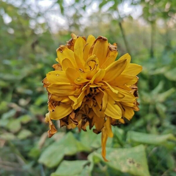 Rudbeckia laciniata Blüte