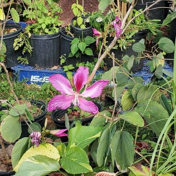 Bauhinia monandra Blomst