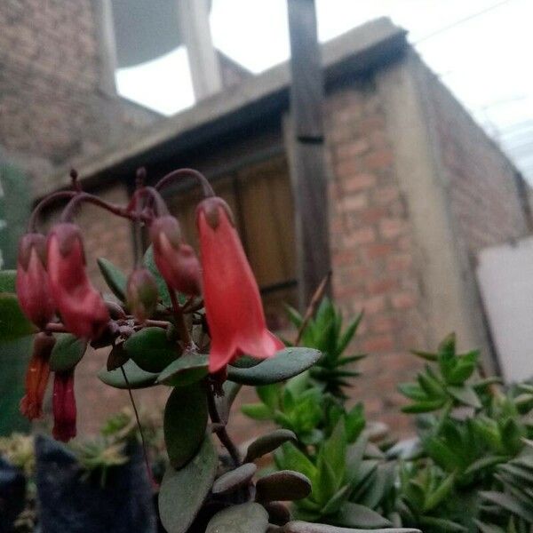 Kalanchoe manginii برگ