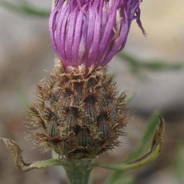 Centaurea corymbosa Flors