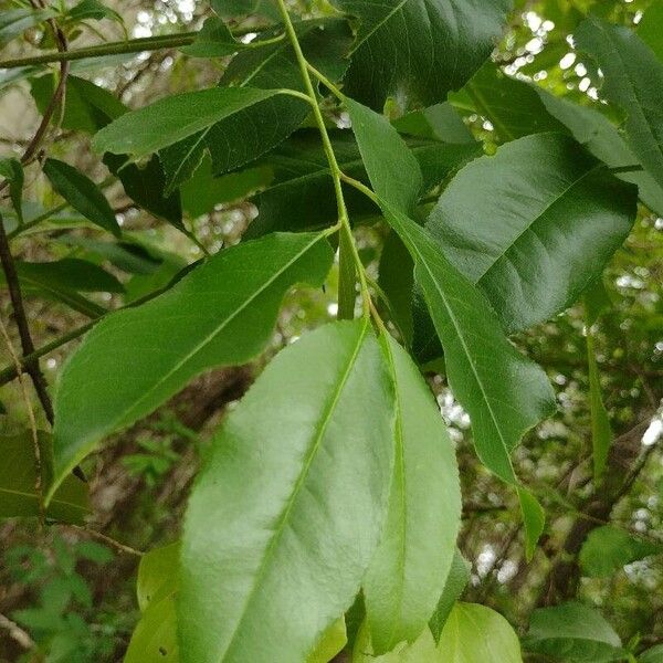 Prunus serotina Levél