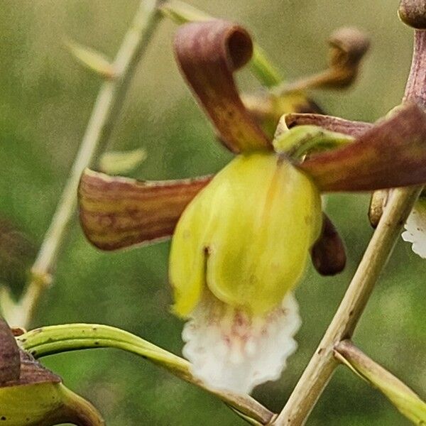 Eulophia petersii Λουλούδι