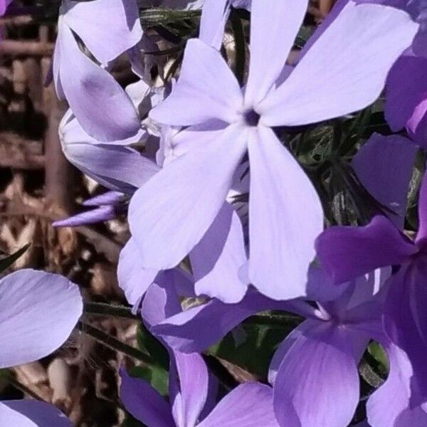 Phlox divaricata Flower