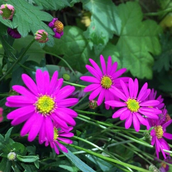 Senecio elegans Fleur