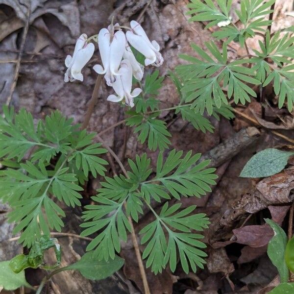 Dicentra canadensis Habit