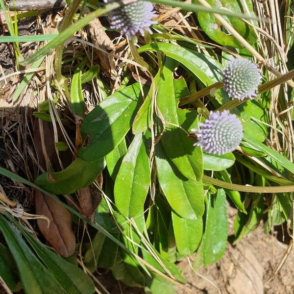 Globularia nudicaulis 叶