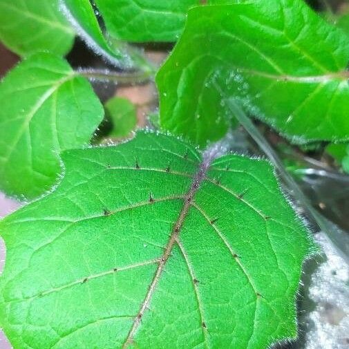 Solanum quitoense Folha